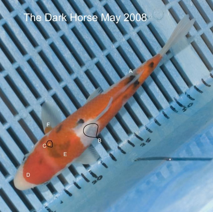 Dark Horse Koi May 2008